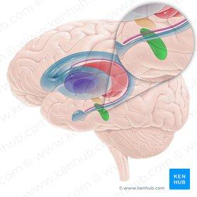 Substantia nigra; Image: Paul Kim