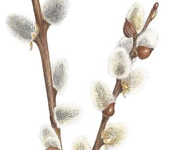 D:\0 wd yedek\acr yedek\1 film indirme\botanicheskaya_illyustraciya2_files\image164.jpg