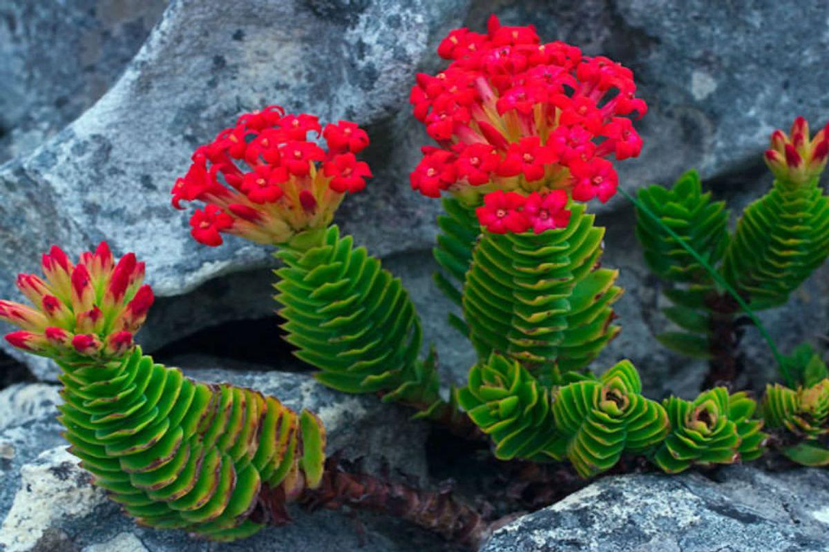 Крассула coccinea