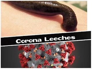 A leech and a Coronavirus