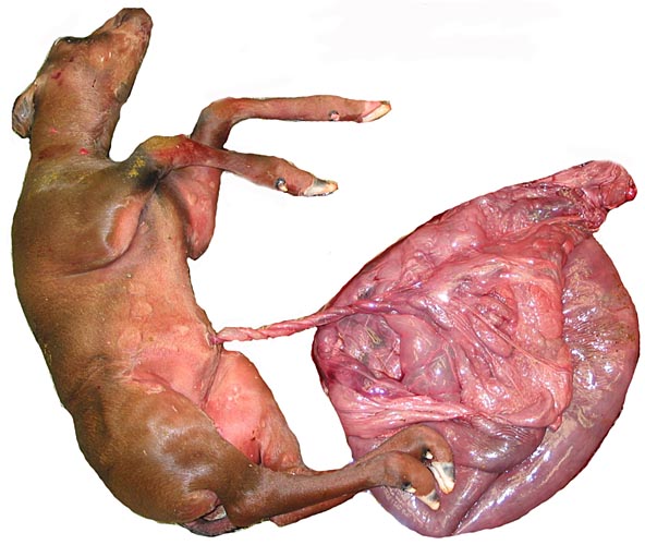 Stillborn fringe-eared oryx placenta and uterus