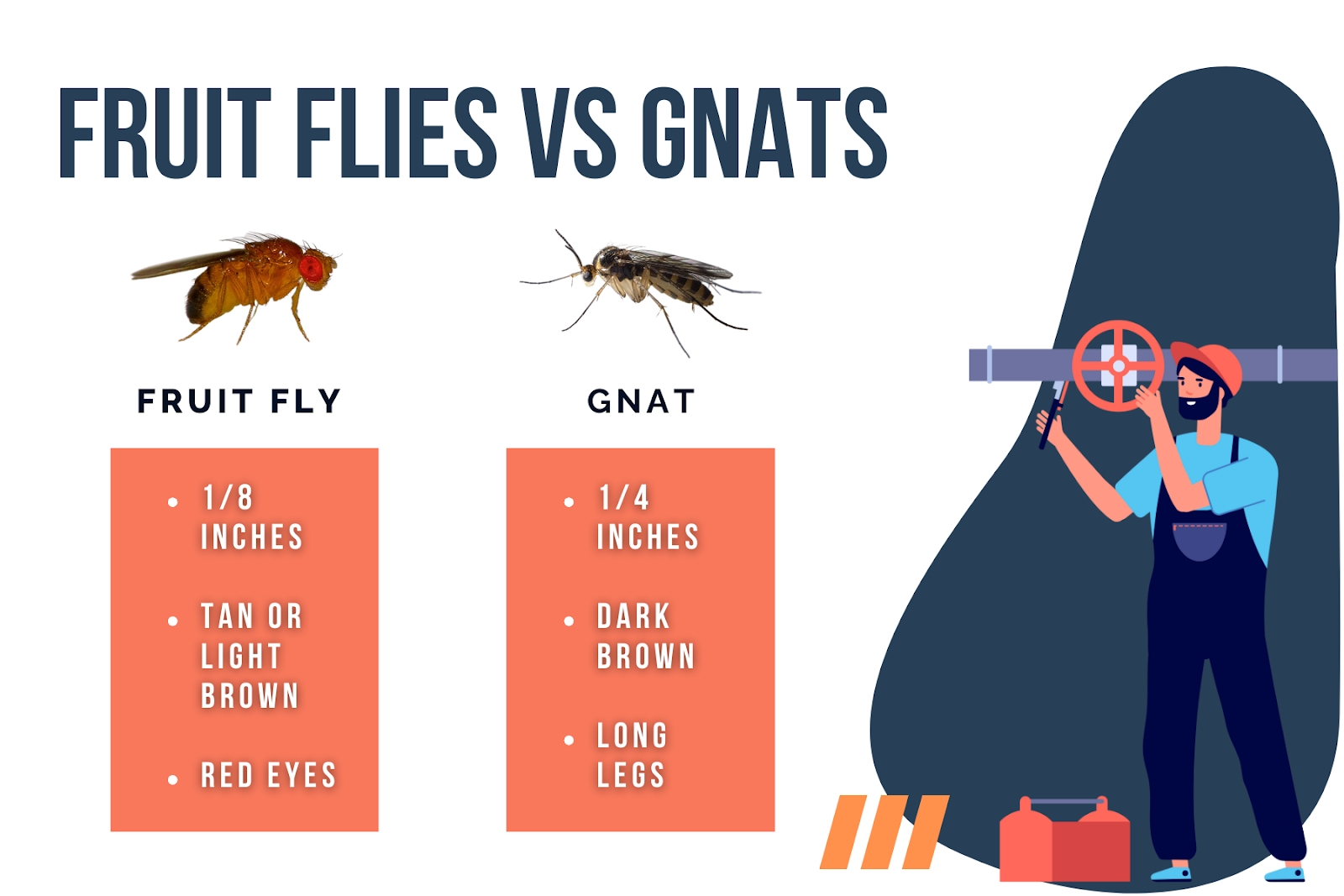 Fruit Flies vs Gnats: What's the Difference?