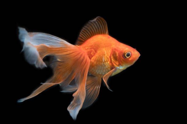 How often do you feed goldfish