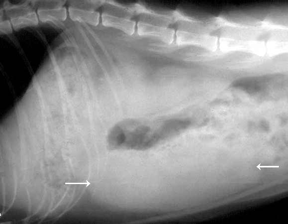Pancreatic pseudocyst in a cat