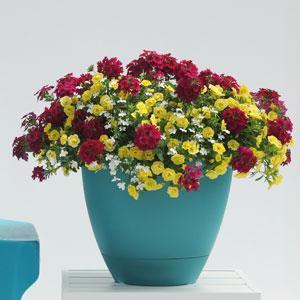 Image result for trixi double delight