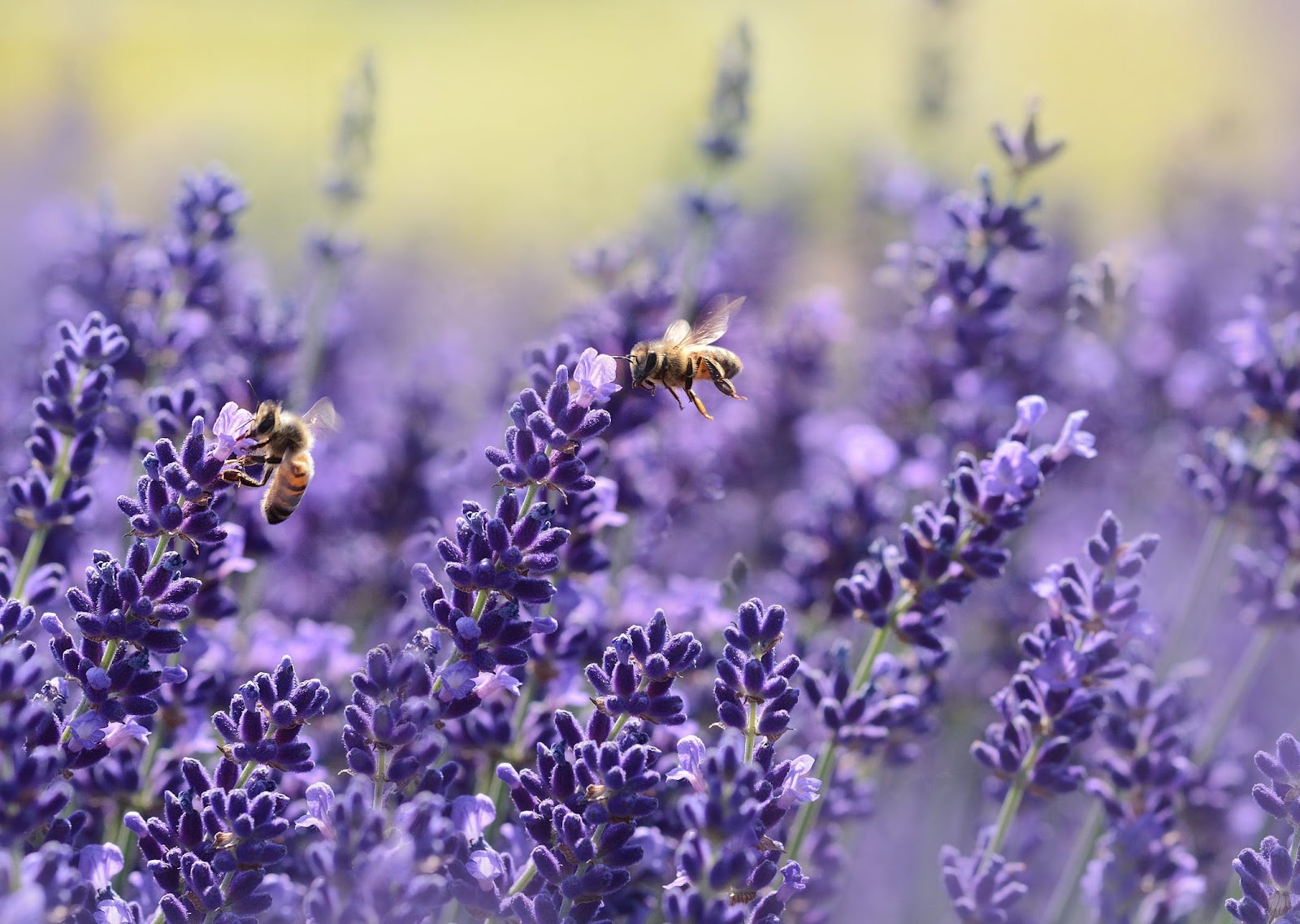 Wie schnell wächst Lavendel?