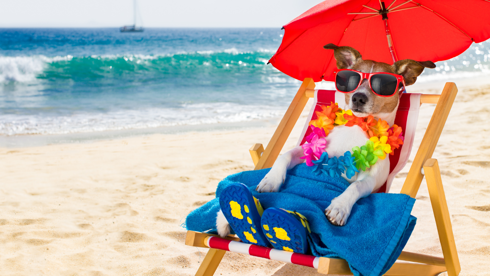 Its important to keep your pet cool in and prevent overheating in the summer. 