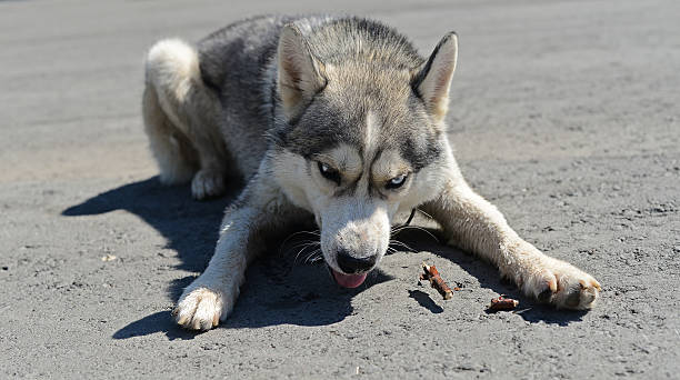 my! greedy dog guard bits of stick. Evil greedy dog furiously protects fragments threads siberian husky growling stock pictures, royalty-free photos & images