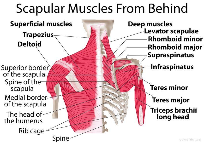 Scapula Disorders and Snapping Scapula - Dr. Groh
