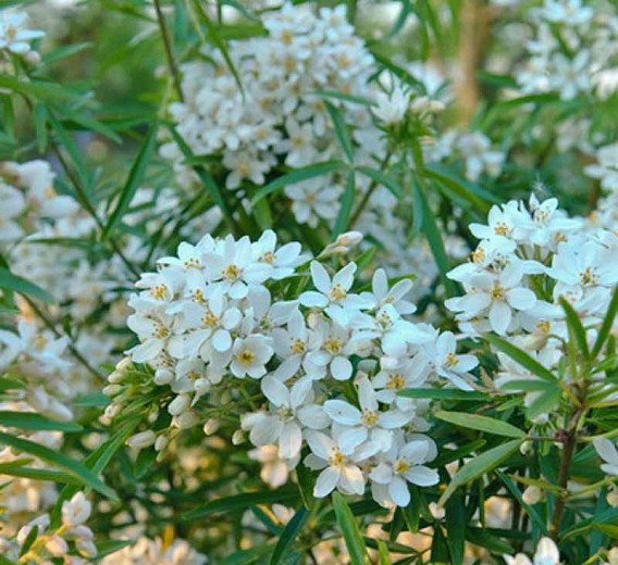 Mexican Orange (Choisya ternata)