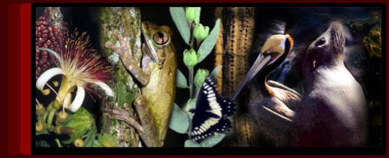 http://www.biodiversidad.gob.mx/biodiversidad/images/imgquees_03.jpg