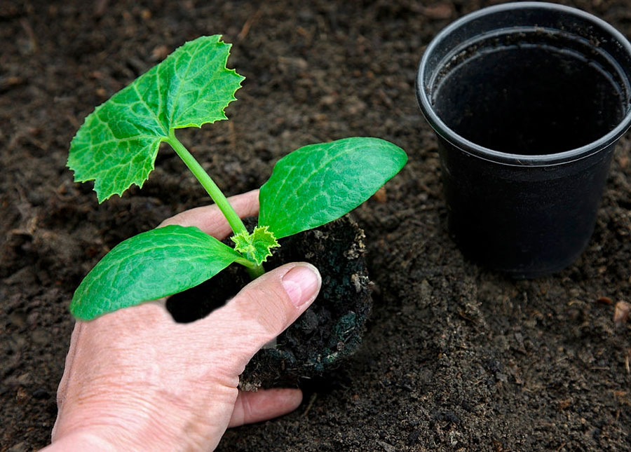the person is following the process of How to Plant Zucchini.