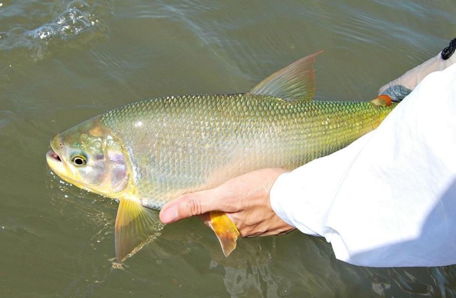 G:\Nova pasta (2)\Peixes\-Matrinxã\Excluidos\pira-1024x670-min.jpg