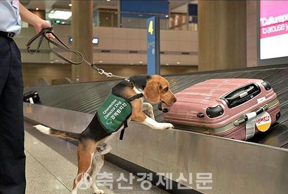 Hàn Quốc áp dụng chính sách ngăn ngừa dịch tả lợn châu Phi, ai sắp đi du lịch cũng cần lưu ý để tránh trường hợp bị cấm nhập cảnh - Ảnh 3.