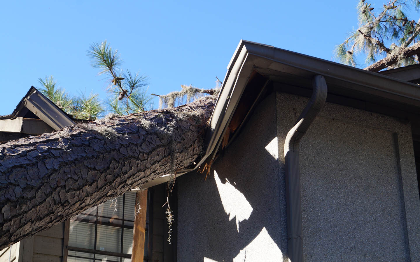 home insurance protects you against calamities like tree fallen over house roof