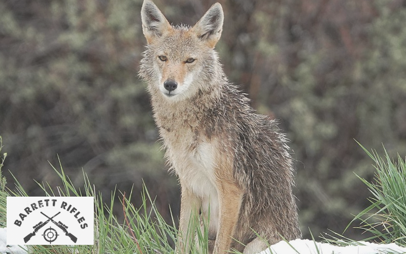 coyote with wet fir and ears pointed up