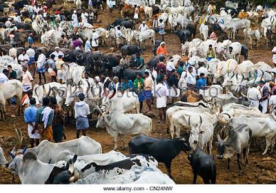 Shodhana Sadhana: Prevention of Cruelty to Animals (Regulation of Livestock  Markets) Rules, 2017 - Part I - Why it is needed