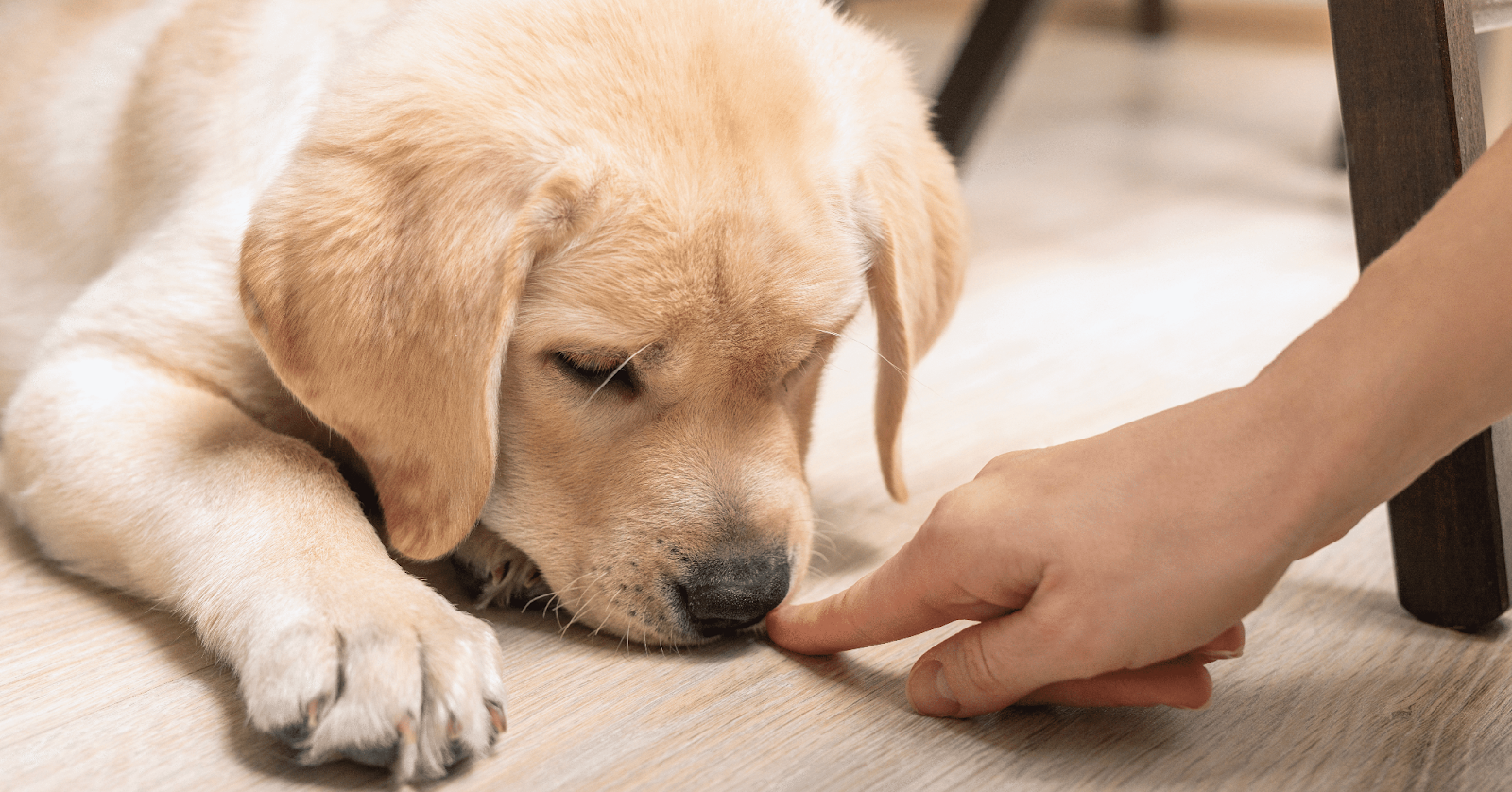 cute puppy sniffing hand