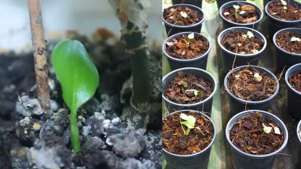 Propagation Of Aglaonema From Seeds 
