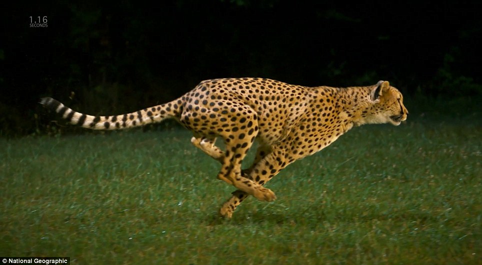 Image result for cheetahs running