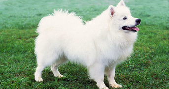 A white dog standing on grass

Description automatically generated with medium confidence