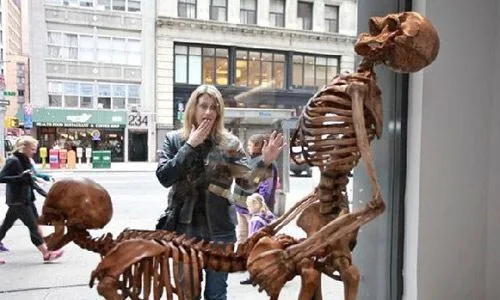 The mystery of fossil skeletons in a "sensitive" position