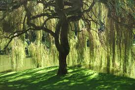 Image result for a willow tree