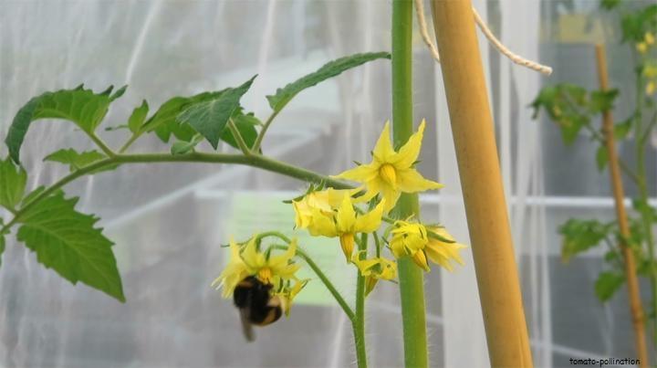 tomato-pollination