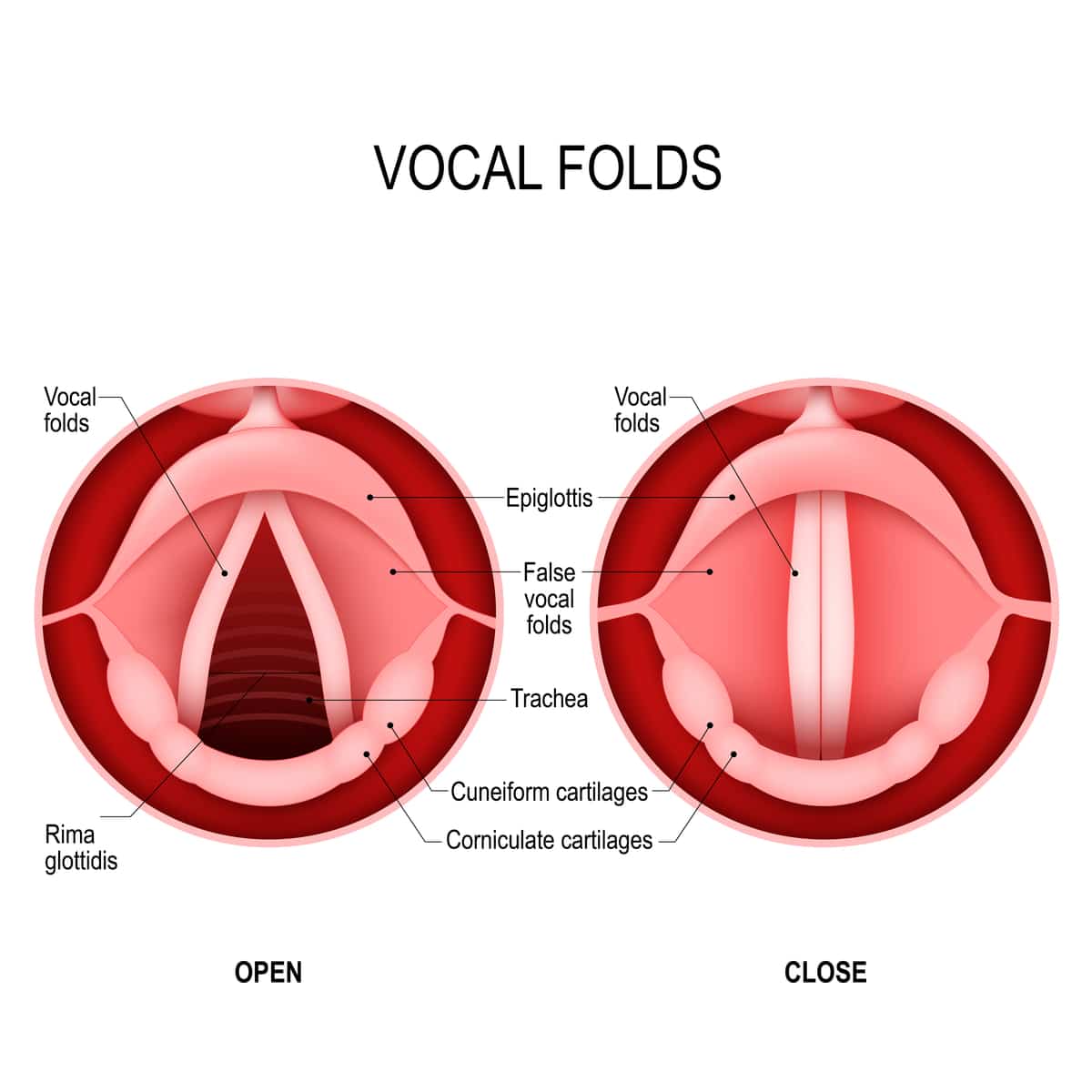 Vocal Folds Diagram