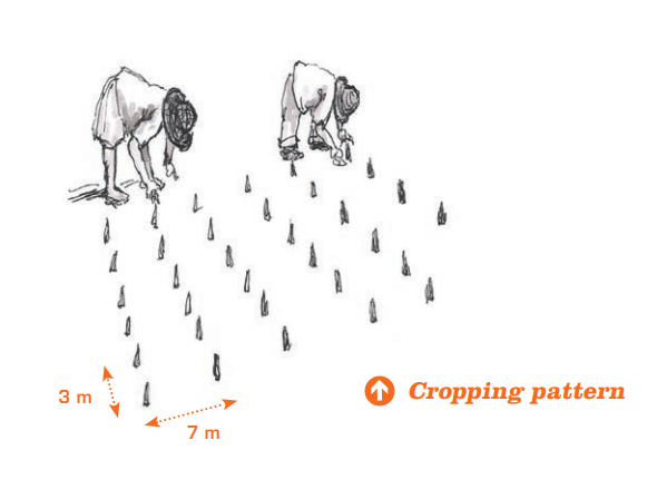 Cropping pattern