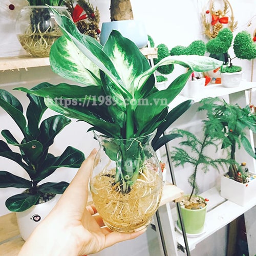 [TOP 15] LOẠI CÂY TRỒNG TRONG NƯỚC ĐẸP, DỄ CHĂM SÓC
