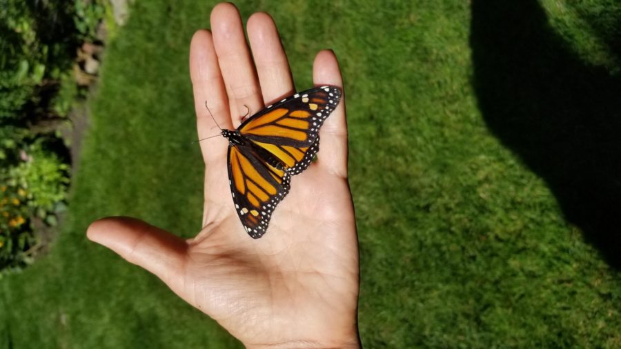 Monarch on hand