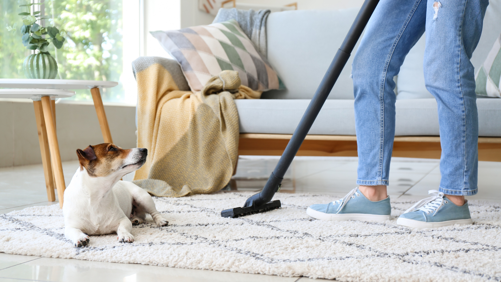 Regular cleaning, dusting and vacuuming can help to remove allergens from the house. 
