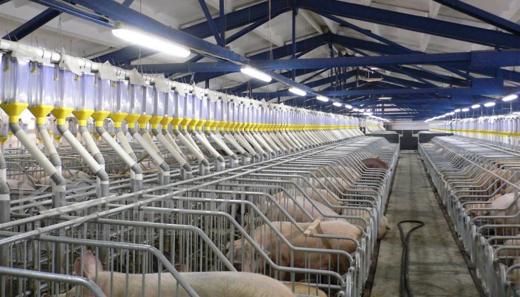 свиноферма зал. согласие свинокомплекс заводоуковск. телефоны свиноферм. краснодонская свинокомплекс. телефоны свиноферм.