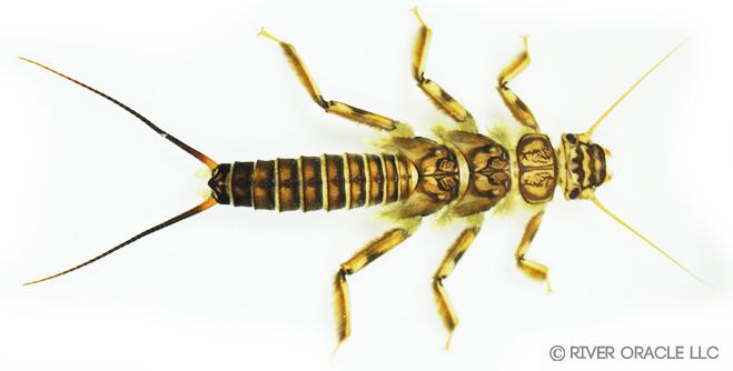 golden_stonefly_nymph.jpg