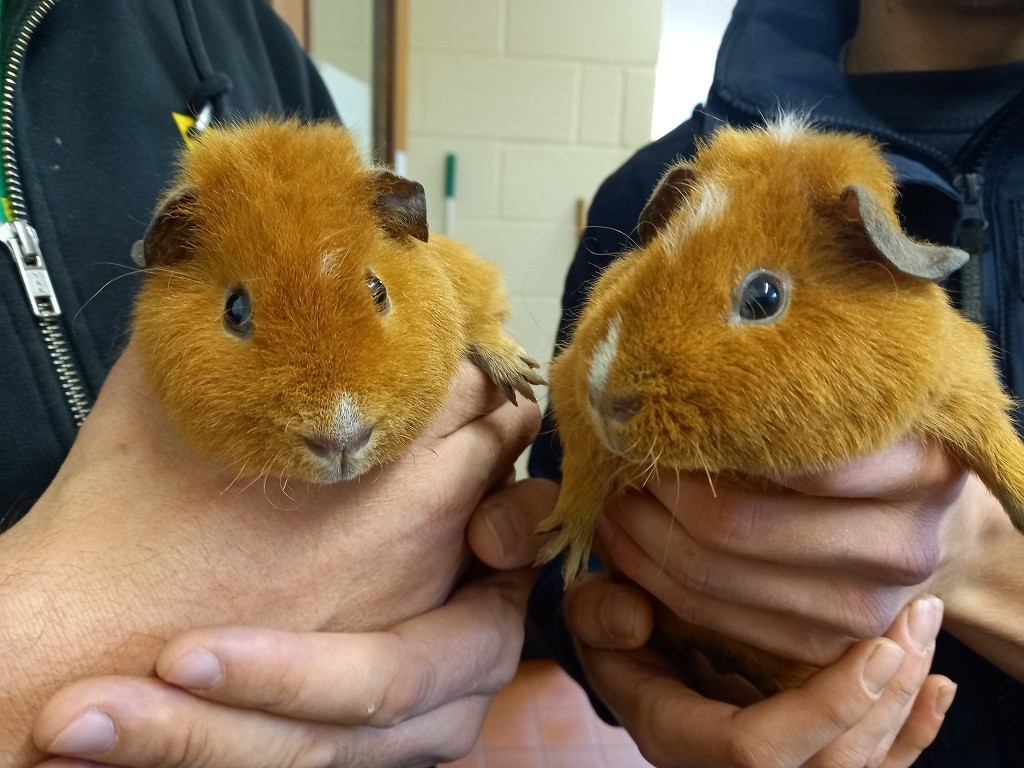 rspca cornwall guinea pigs