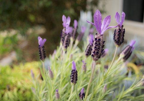 15 Beautiful Herbs with Purple Flowers (With Pictures)