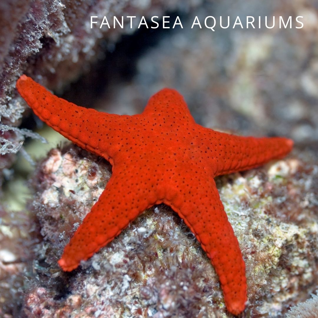 Red Fromia starfish | Fromia milleporella