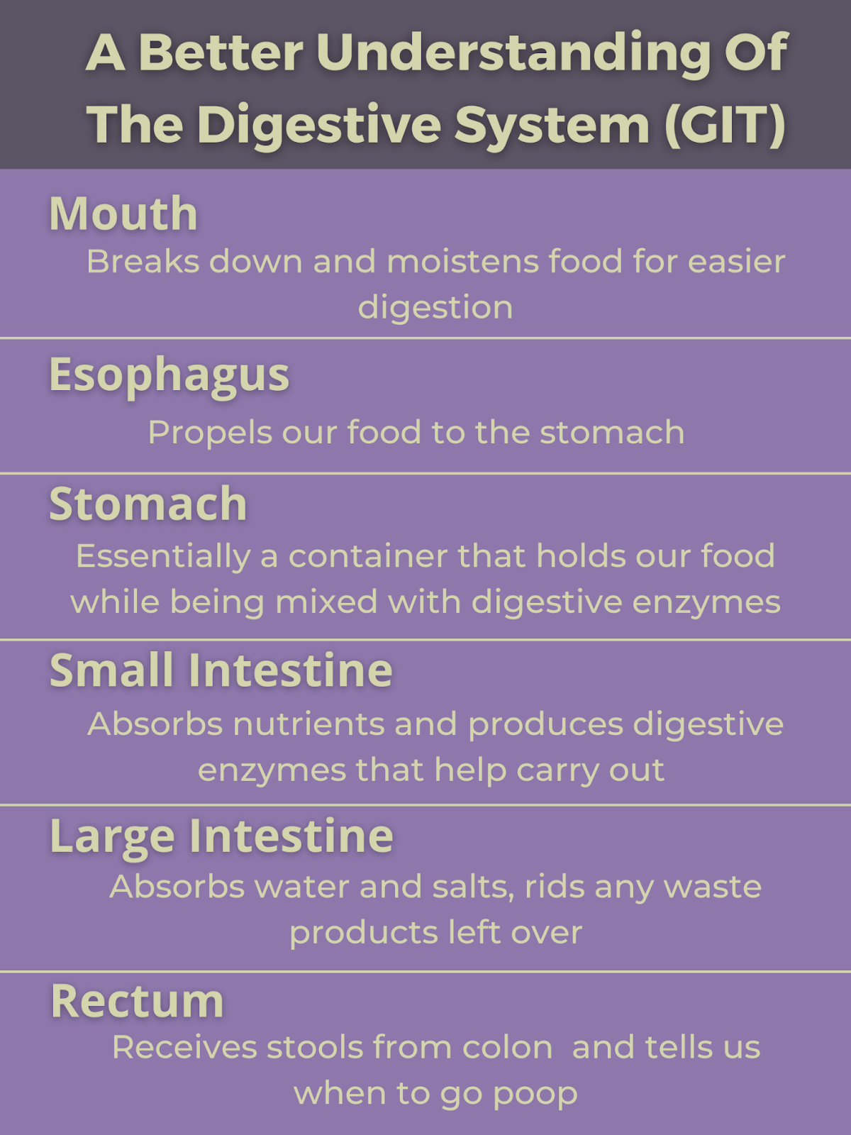 Your Digestive System - Dietitian Reviewed