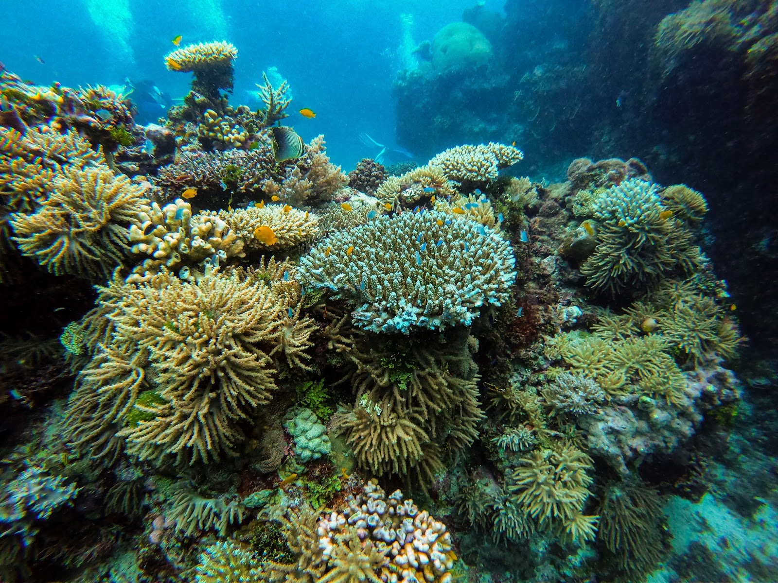 Underwater snorkeling scene with colorful marine life at Cade's Reef.