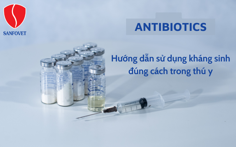 hướng dẫn sử dụng kháng sinh thú y đúng cách