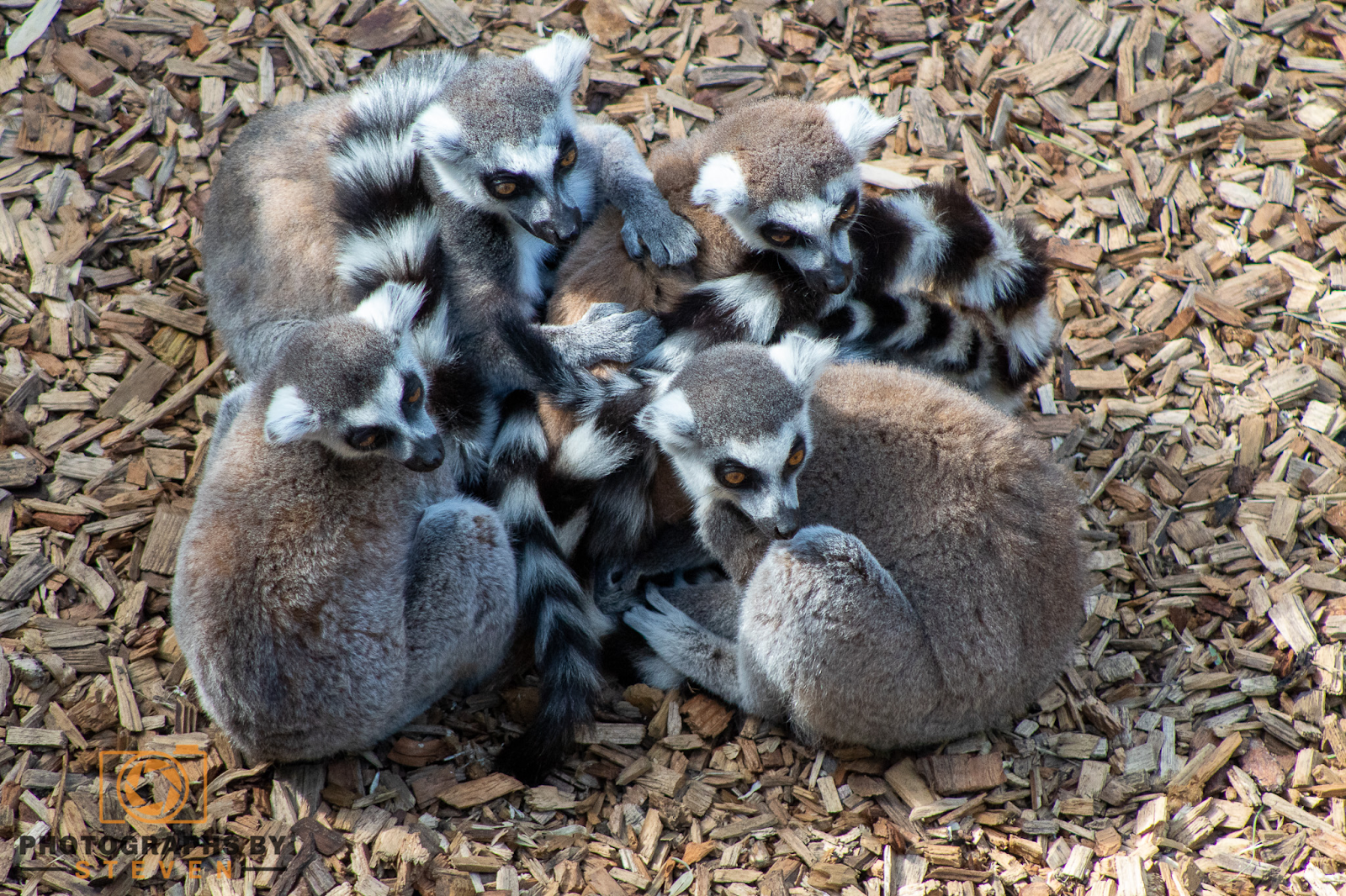 lemur group photography 