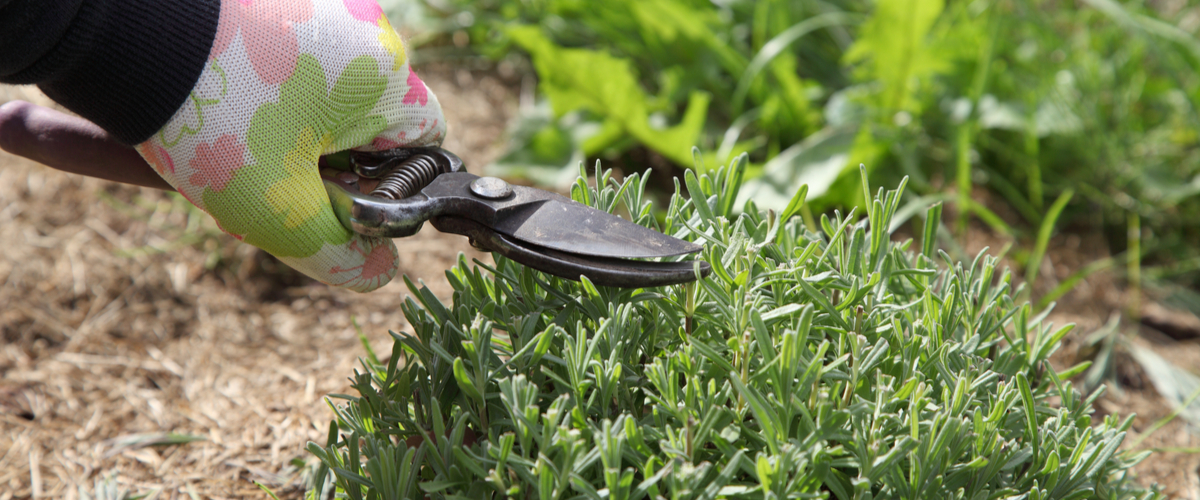 GroenRijk Prinsenbeek | Tips en tricks voor het snoeien van lavendel