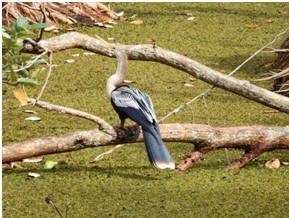 PATO AGUJA.2.png