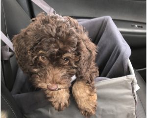 Puppy's First Car Journey in car seat
