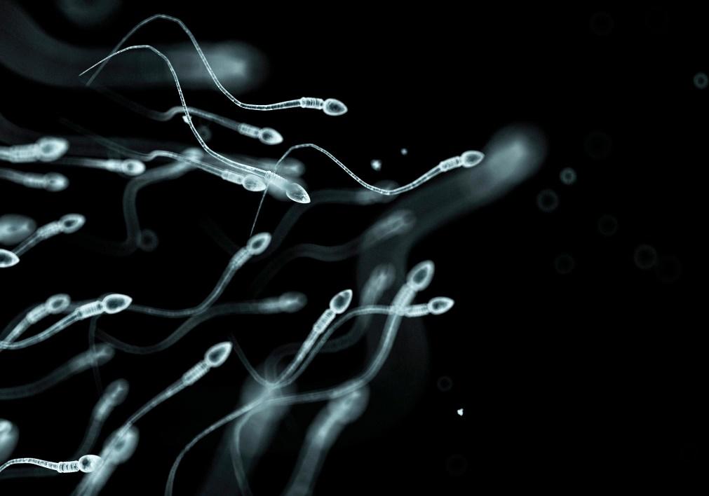What You Eat Has Rapid Effects on Sperm Quality