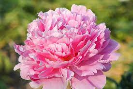 Paeonia lactiflora 'Pink Parfait' (Peony)