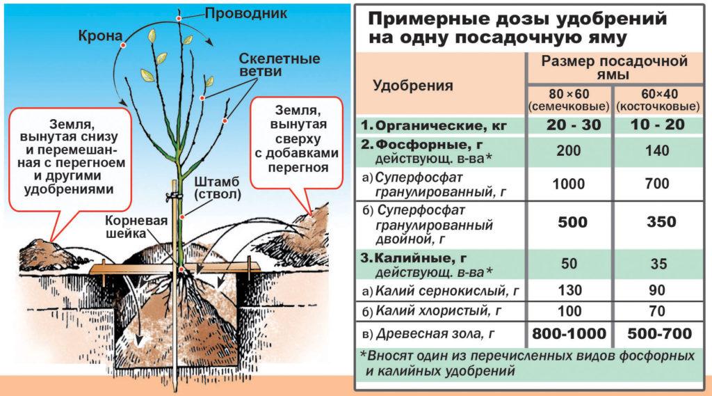 Дозы удобрений