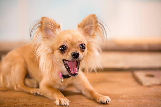 Preventing a Chihuahua's Negative Behavior