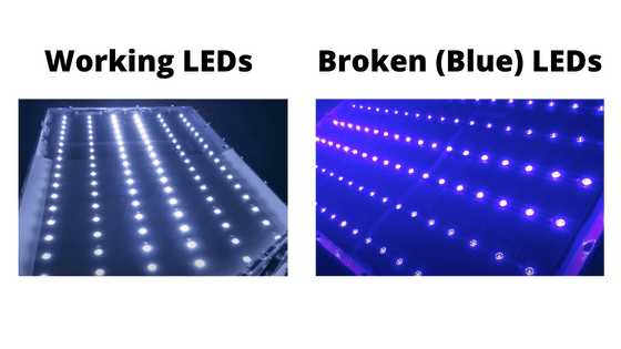working led vs blue tint led